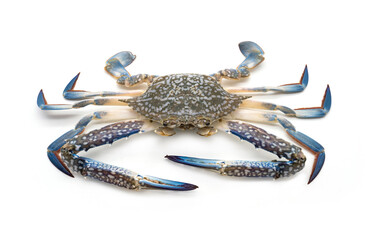 Male Blue swimming crab - Portunus armatus isolated on white background.