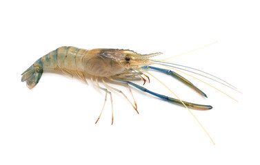 Female Fresh giant river prawn - Macrobrachium rosenbergii small body with short claws. isolated on white background.