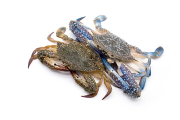 Two crabs ready for cooking. Male and female Blue swimming crab - Portunus armatus isolated on white background.