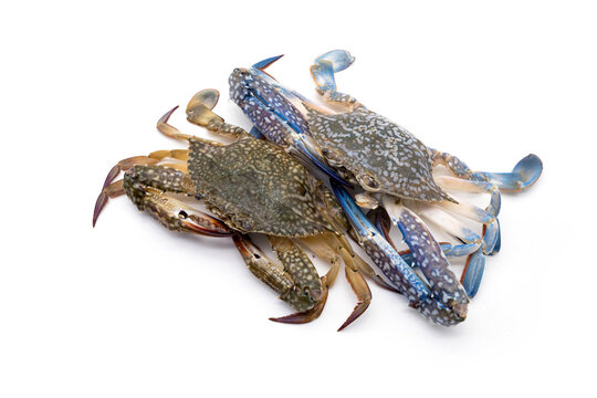 Two crabs ready for cooking. Male and female Blue swimming crab - Portunus armatus isolated on white background. - Powered by Adobe