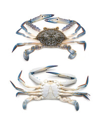 Set Both top and Flipped Characteristics of the underbelly of Male Blue swimming crab - Portunus armatus isolated on white background. © Panupong