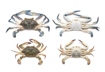 crab, animal, seafood, crustacean, claw, meat, raw, flip, fish, crabs, marine, ingredient, body, food, cook, aqua, gourmet, under, fisherman, calcium, underbelly, hardshell, cuisine, edible, ecology, 