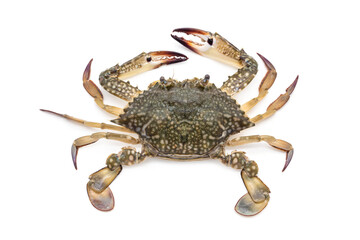 Female Blue swimming crab - Portunus armatus isolated on white background.