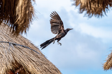 Zanate Mexicano en pleno vuelo entre techos de palapa