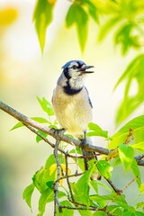 Blue jay singing perched on a branch
