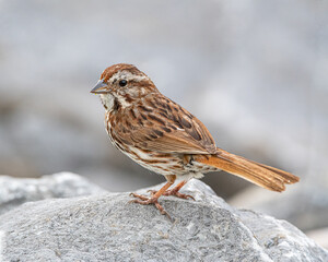 Close up portrait of a song sparrow standing on rocks