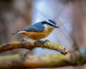 Obraz premium White-breasted nuthatch perched on branch in woodland habitat
