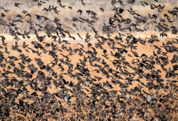 Blackbird Murmuration. Dense flock of Red-winged Blackbirds (Agelaius phoeniceus) at Bosque del Apache National Wildlife Refuge