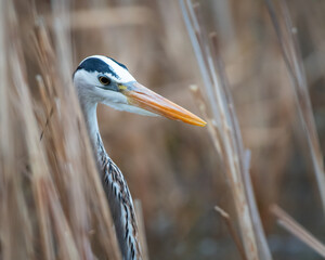 great blue heron ardea cinerea