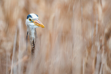 great blue heron ardea cinerea in the reeds