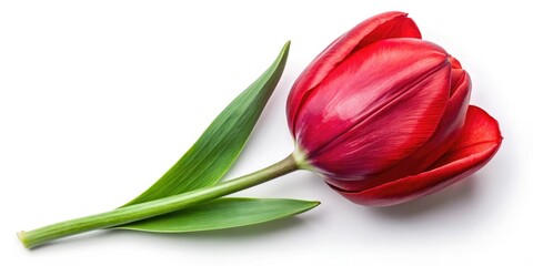 Obraz premium High-resolution drone shot of a single, stunning red tulip, isolated against a natural background, perfectly clipped.
