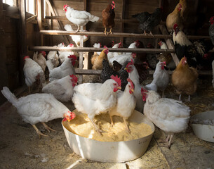 Chickens (Gallus domesticus) feed in a chicken coop © Somil