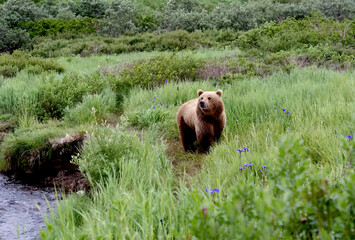 Portrait of a Brown bear (Ursus arctos) among grasses and wildflowers