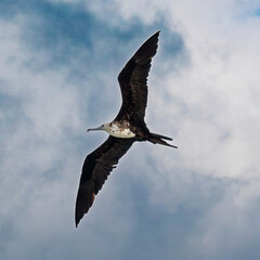Fregata Ariel volando majestuosamente bajo un cielo nublado