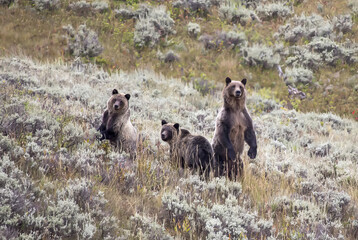 A grizzly bear with its two cubs at Yellowstone National Park
