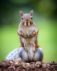 Brown squirrel in the park