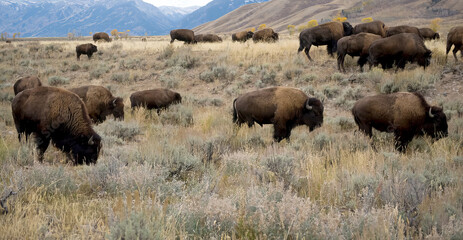 Herd of Bison (Bison bison) grazing on federal land near Jackson Hole