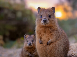Obraz premium Adorable quokka duo basking in the golden hour glow radiating joy innocence and harmony under the sunset light creating a heartwarming moment of connection and pure happiness in the beauty of nature