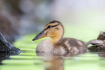 duckling on the water