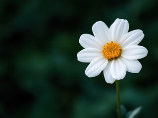 Obraz premium White Daisy on Dark Green Background: Minimalist Nature Photography Highlighting Floral Beauty