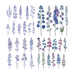 Set of modern delphinium flower design vector template