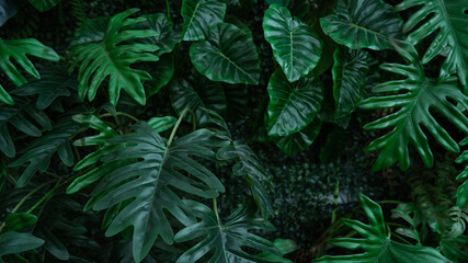 Full Frame of Green Leaves Pattern Background, Nature Lush Foliage Leaf Texture, tropical leaf.