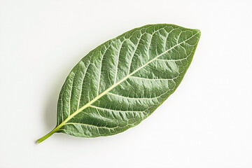 Obraz premium Bright Green Guava Leaf on White Background with Smooth Finish