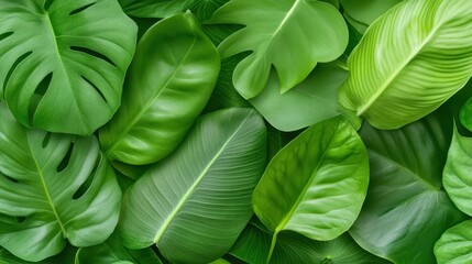A bunch of green leaves are arranged in a pattern