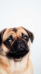 Adorable Pug Puppy  Dog Portrait  Pet Photo  Canine Closeup  Sweet Face  Animal Image  Flu