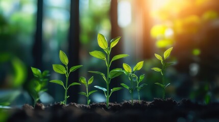 Obraz premium Five young plants sprout from rich soil. Illustrates growth, new beginnings, and environmental themes.