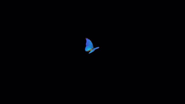 Tropical Butterfly Blue Morpho - Flying and Landing - In and Out - Alpha Channel - 4K UHD 3D animation isolated on transparent background