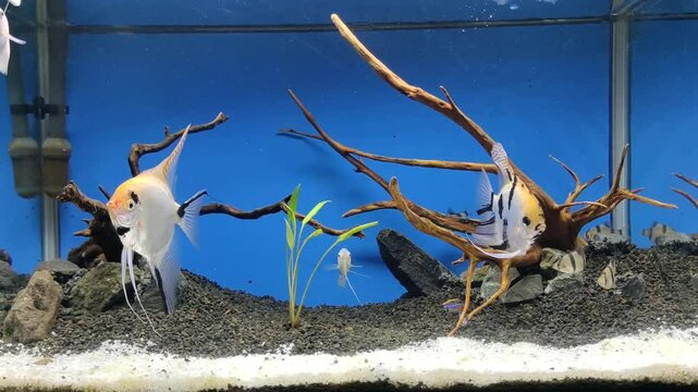 Freshwater aquascapes are photographed with various types of fish, water plants, sand, rocks, and twigs
