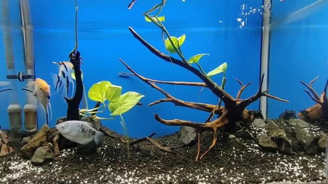 Freshwater aquascapes are photographed with various types of fish, water plants, sand, rocks, and twigs