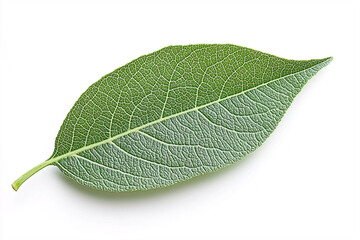 Obraz premium Single Guava Leaf Isolated on White Background for Botanical Design