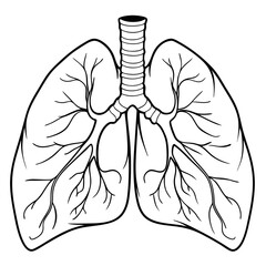 Human lung