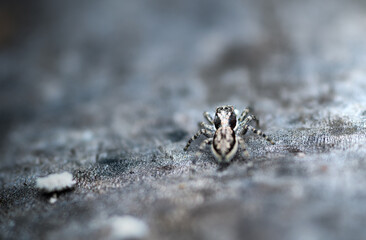 Grey wall jumper (Menemerus bivittatus)