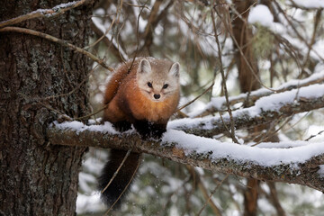 Cute american marten Martes americana also known as pine marten sits on a snow covered branch in a tree during winter in Algonquin Provincial Park Ontario Canada
