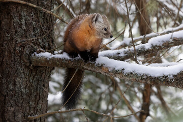 American marten Martes americana also known as pine marten looks to the side as it sits on a snow covered branch in a tree during winter in Algonquin Provincial Park Ontario Canada