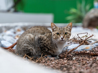 Gato dom&eacute;stico observando en un jard&iacute;n al aire libre