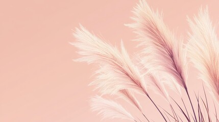 Serene Pampas Grass against a Peach Background: A Minimalist Botanical Image