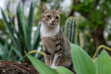 Gato dom&eacute;stico explorando un jard&iacute;n con vegetaci&oacute;n tropical