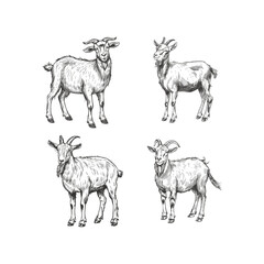 Fototapeta premium Goat hand drawn engraving design vector template illustration