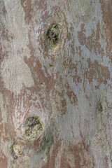 Tree Bark with Knots and Moss