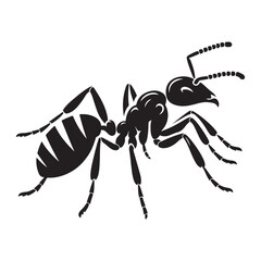 black ant isolated on white