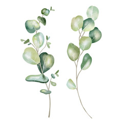 Obraz premium Hand-drawn watercolor illustration of two elegant eucalyptus branches with lush, aromatic leaves. Perfect for wedding invitations, botanical prints, minimalist home decor, romantic greeting cards