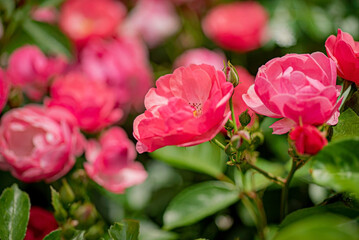 Fototapeta premium nice roses in the garden