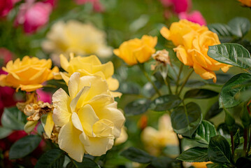 Fototapeta premium nice roses in the garden