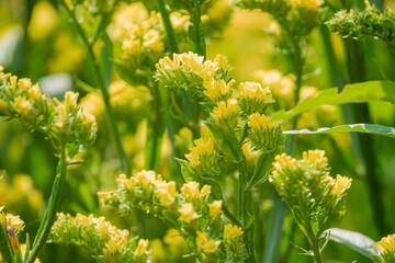 yellow Limonium sinuatum in the garden