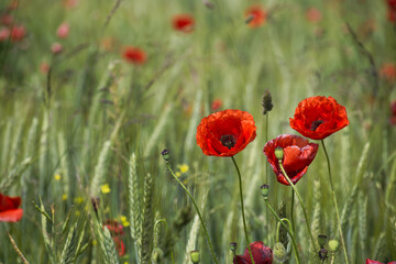 Vibrant red poppies blooming in a lush green field on a sunny day