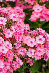 Fototapeta premium phlox flowers in the garden